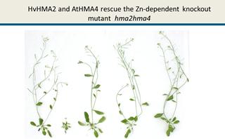 HvHMA2 and AtHMA4 rescue the Zn-dependent phenotype of knockout mutant  hma2hma4